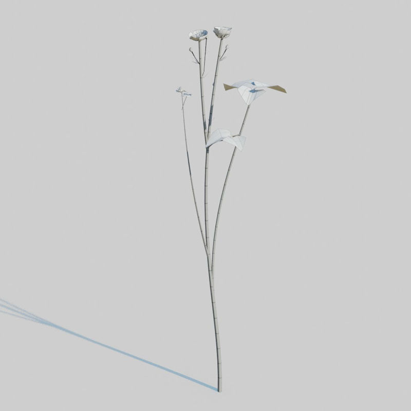 Creeping Buttercup Flower Pack 3D Model