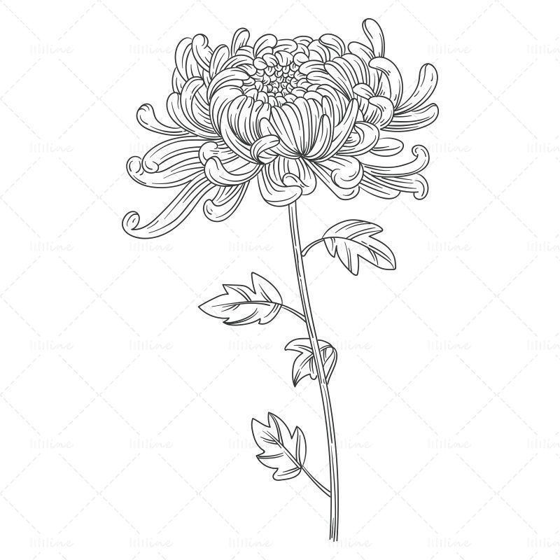 Ръчно изтеглена линия рисунка скица хризантема