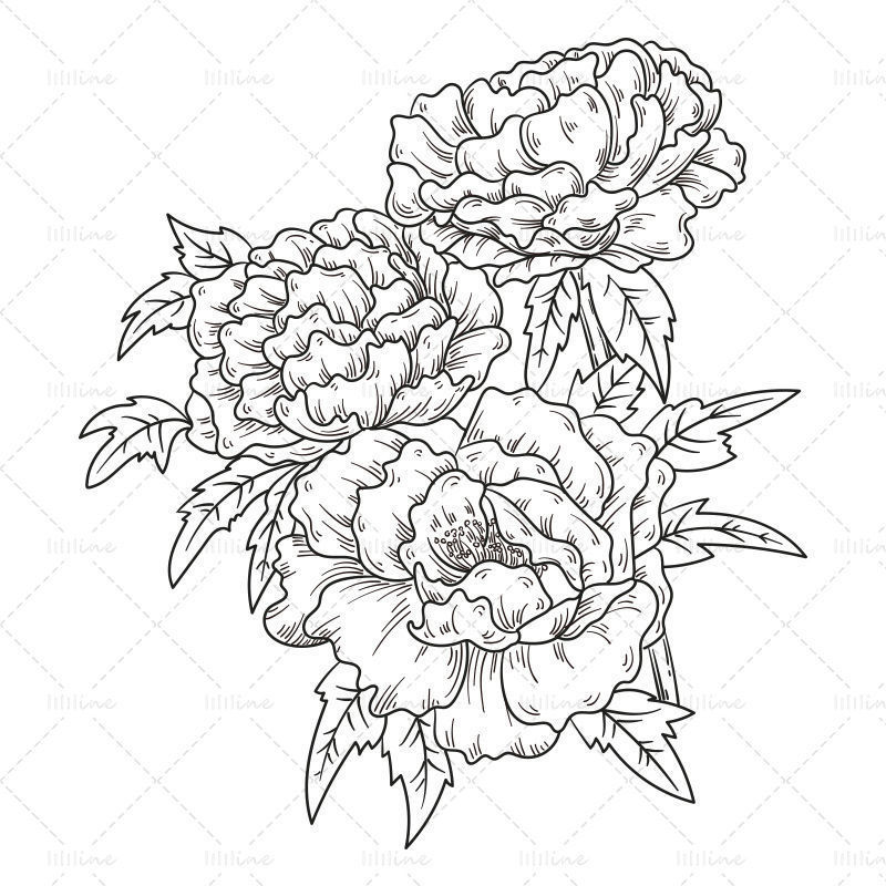 Disegno a tratteggio semplice dei tratti del fiore della peonia disegnato a mano
