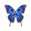 Vector geometric butterfly