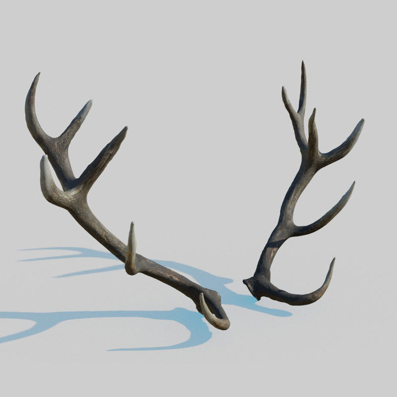 Reed Deer Antlers Scan Model 3D