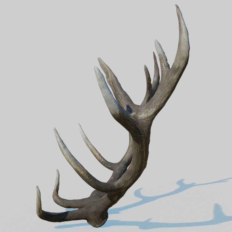 Reed Deer Antlers Scan 3D Model