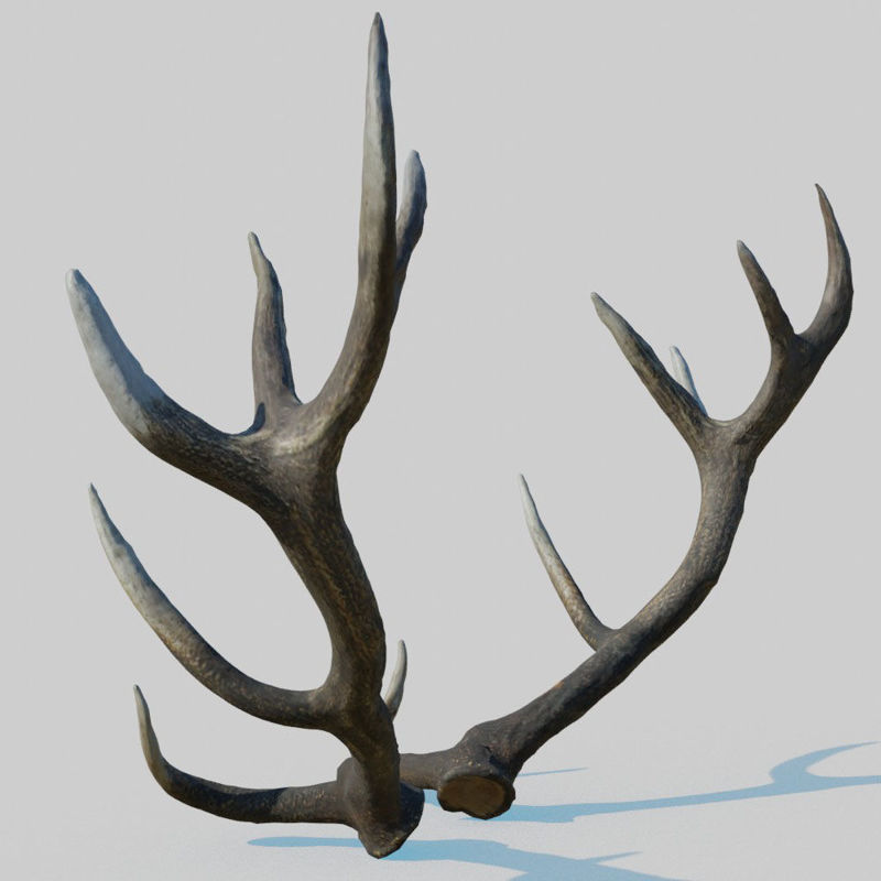 Reed Deer Antlers Scan Model 3D
