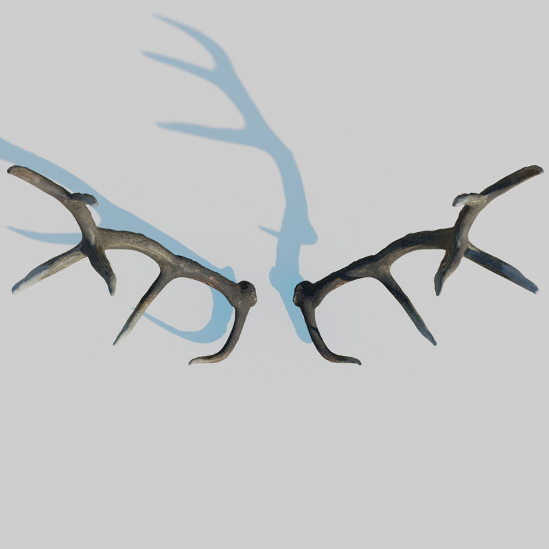 Reed Deer Antlers Scan 3D-model
