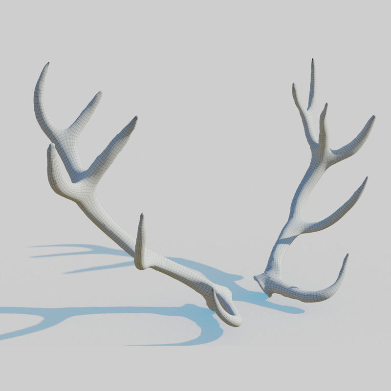 Modelo 3D de escaneo de cuernos de ciervo de caña
