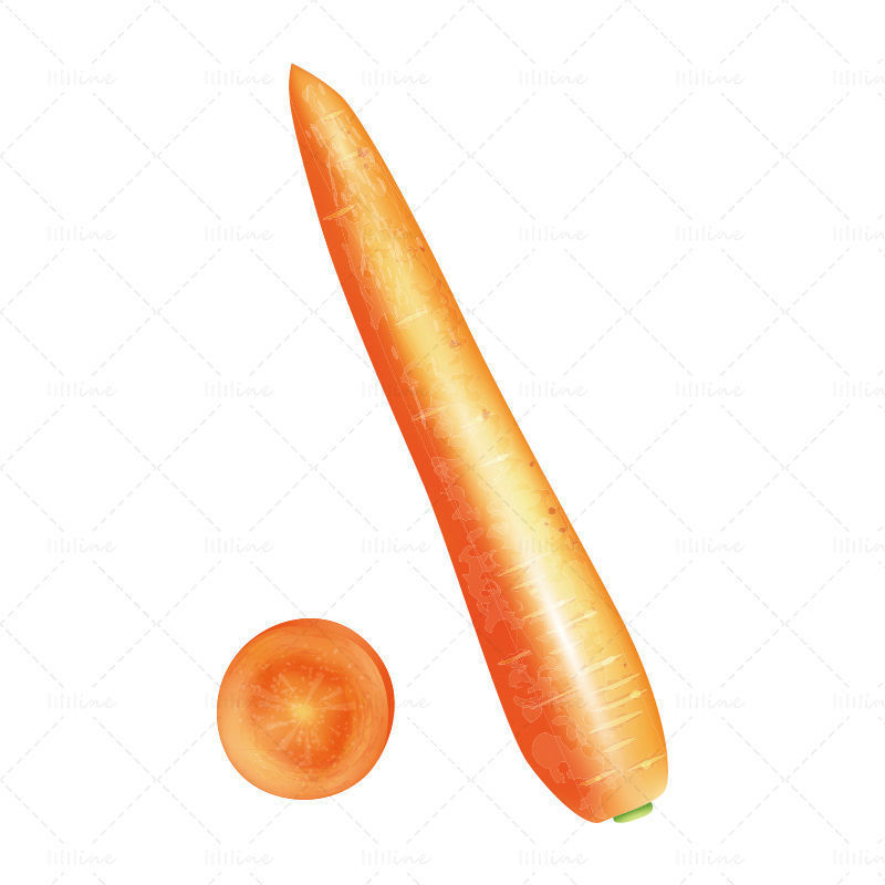 Vector realistic carrot