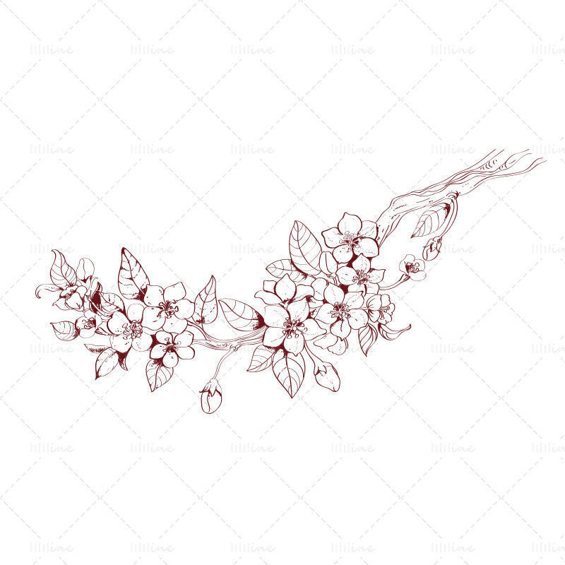 vector Hand drawn peach blossom branch line draft illustration