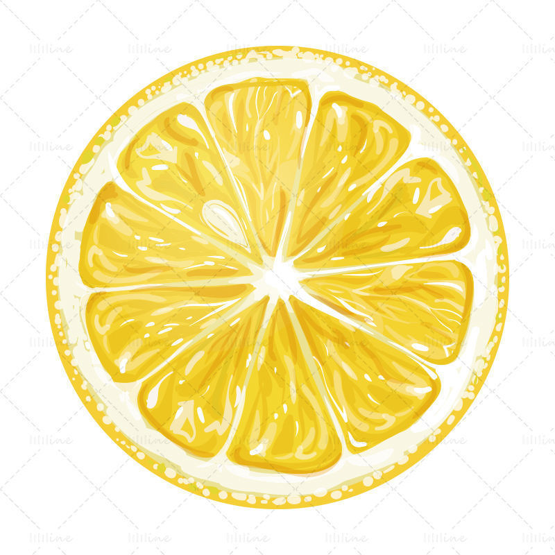 Vector watercolor yellow lemon slices
