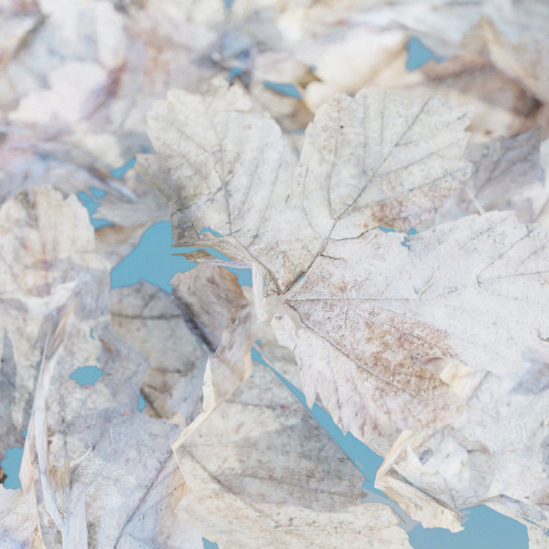 Paquete de hojas de arce secas modelo 3D