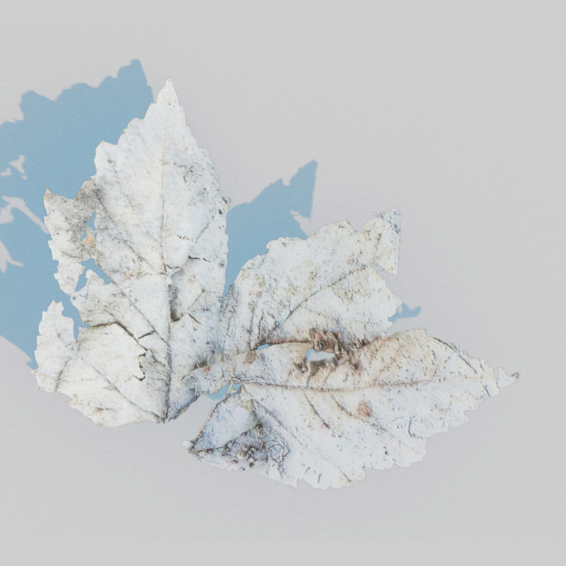Pachet de frunze de arțar uscat Model 3D