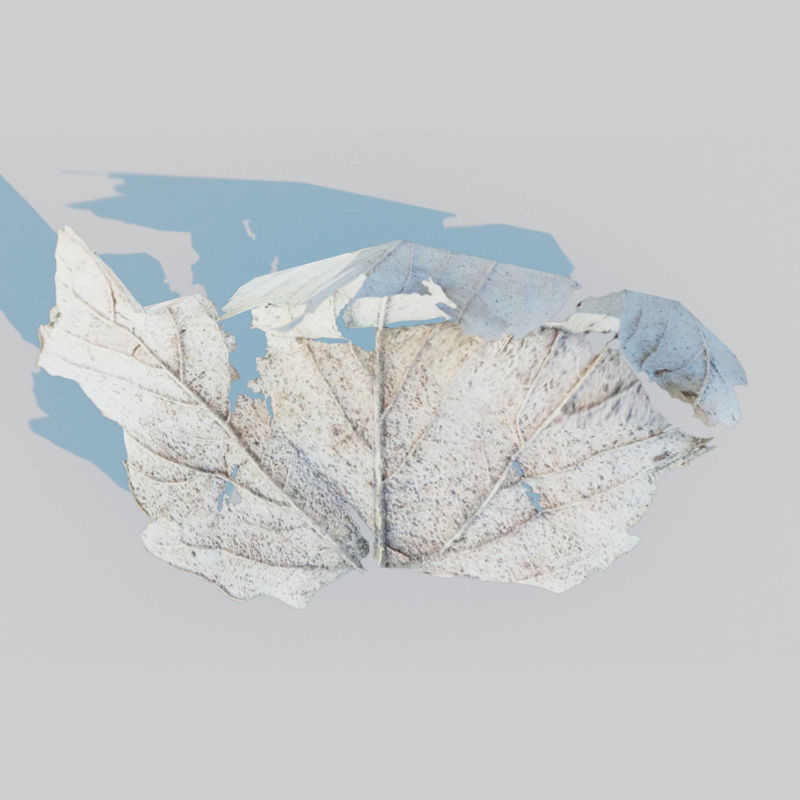 3Д модел сувог јаворовог лишћа