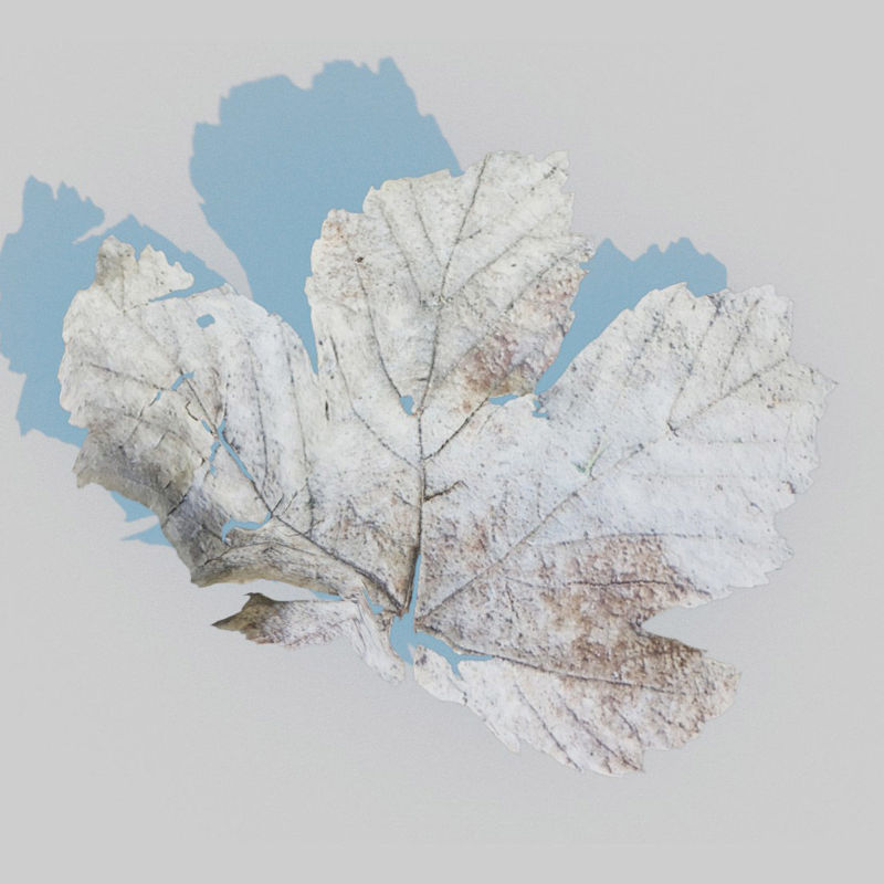 Paquete de hojas de arce secas modelo 3D
