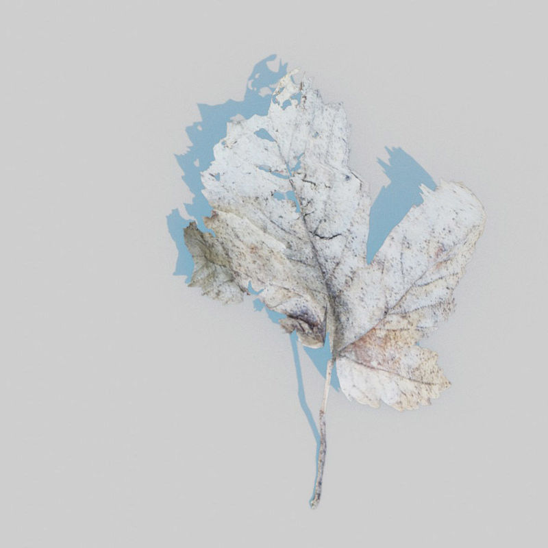 3D model suchých javorových listů