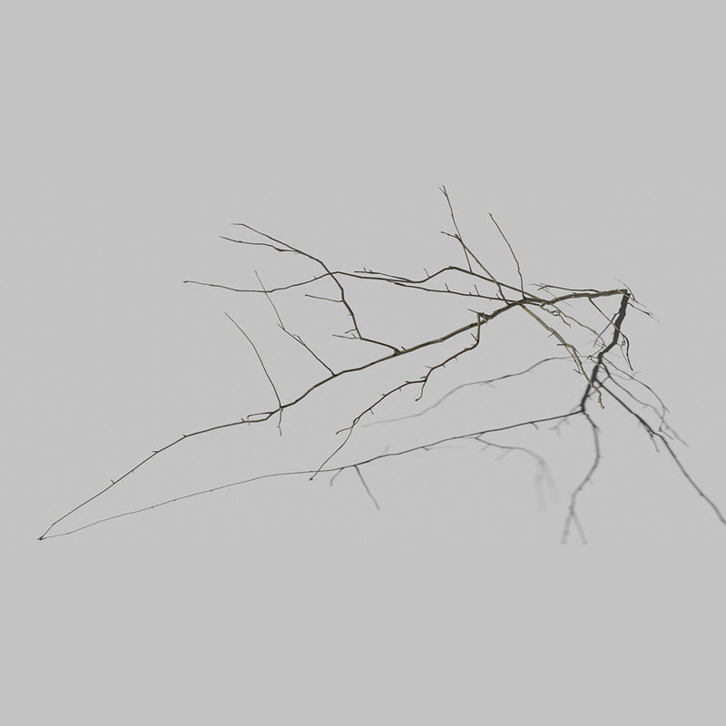 Ветка дерева рябины 3D Модель
