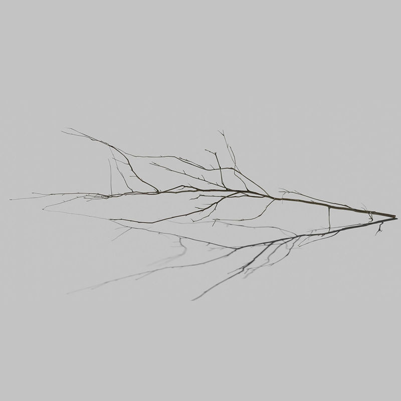 3D model větve stromu jasan