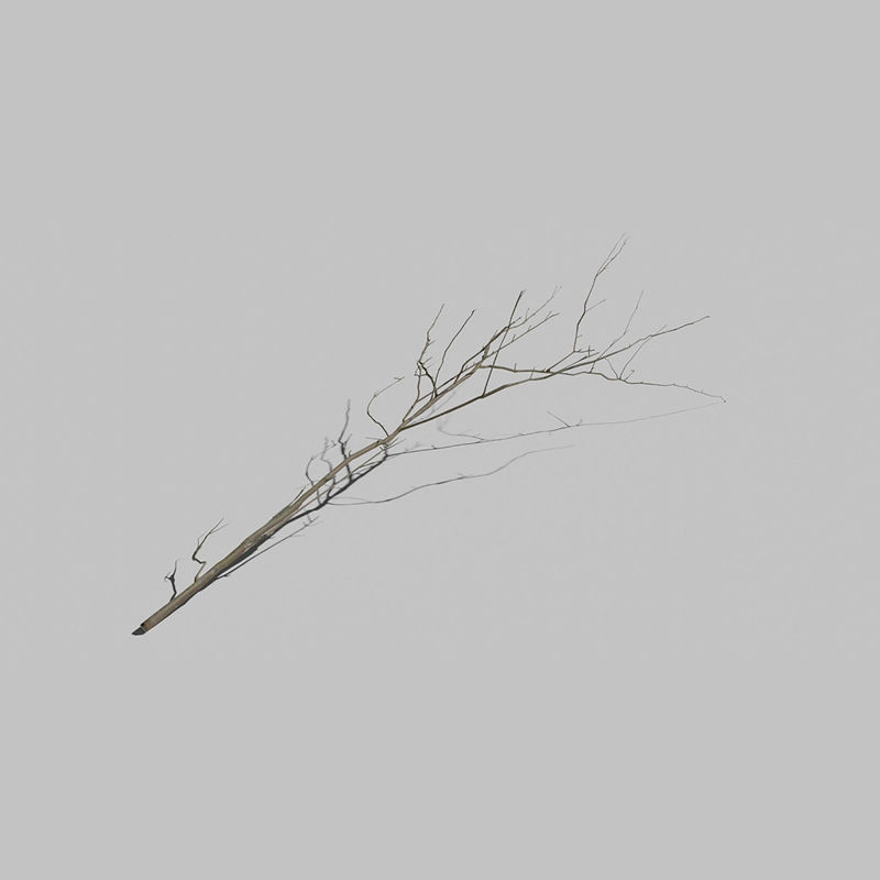 3D model větve stromu jasan