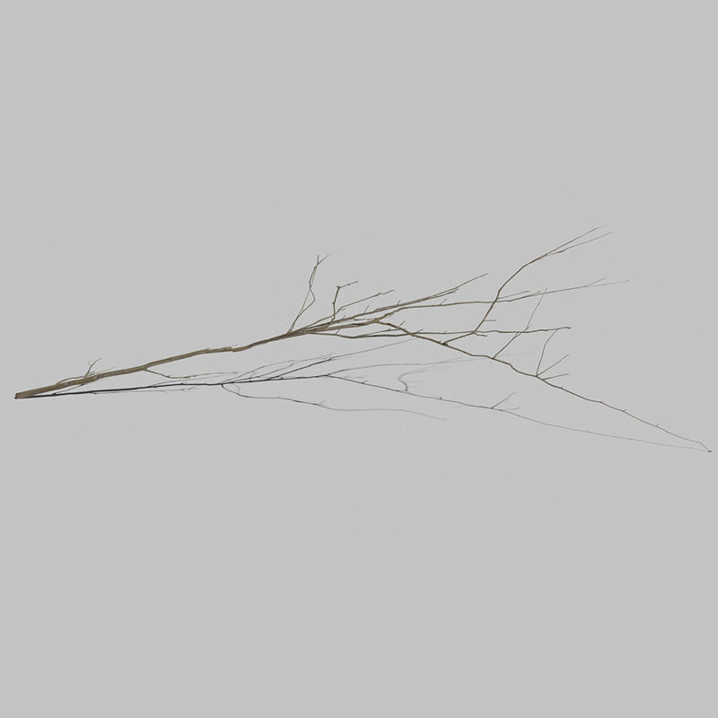 Mountain Ash Tree Branch 3D-model