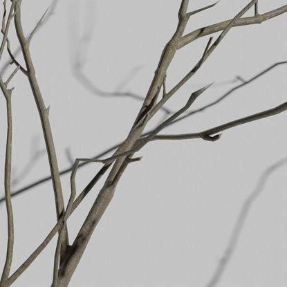 Mountain Ash Tree Branch 3D Model