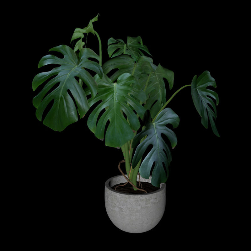Монстера саксија зелена биљка ц4д 3д модел