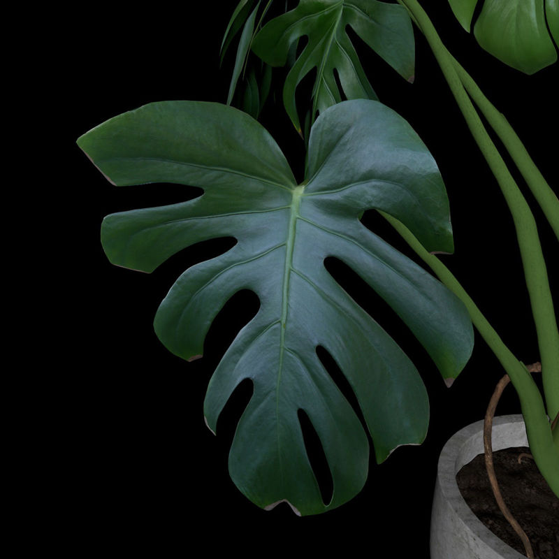 Монстера зеленое растение в горшке c4d 3d модель
