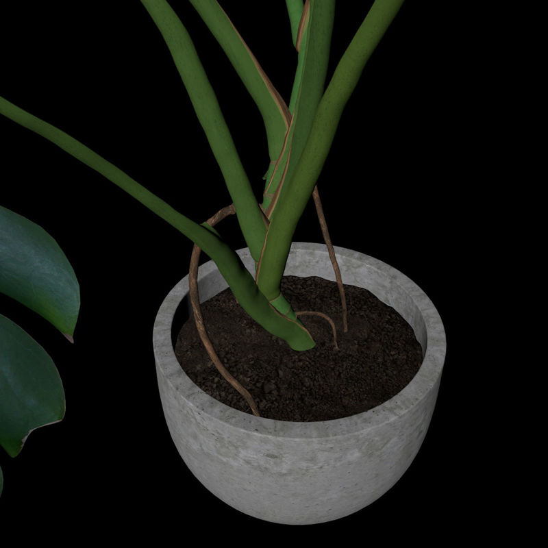 Монстера зеленое растение в горшке c4d 3d модель