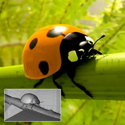 Insect 3d-model lieveheersbeestje c4d-model