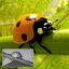 Insect 3d model ladybug c4d model