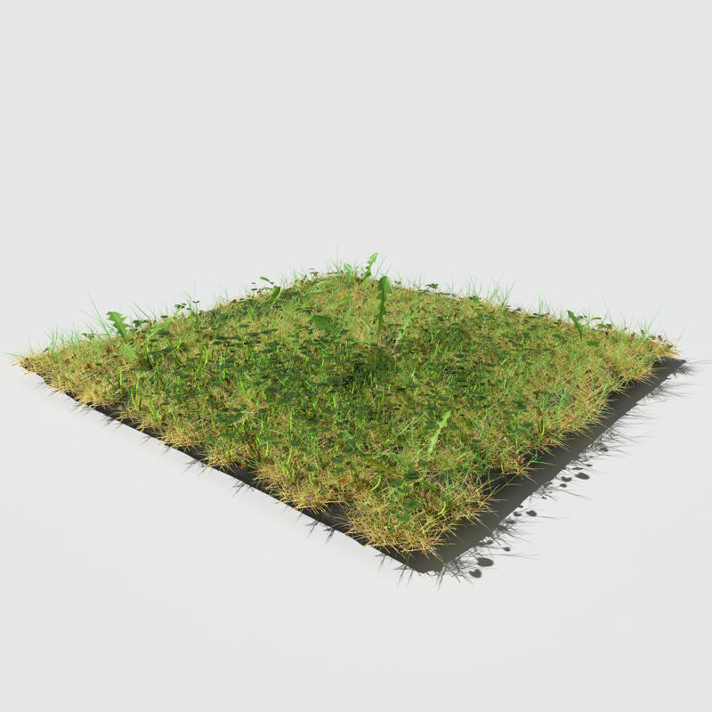 Fig Buttercup Meadow Patch 3d model