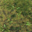 Fig Buttercup Meadow Patch 3d model