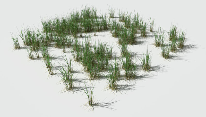Dry Bent Grass Meadow Patch 3d model