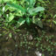 Nettle Meadow Patch 3d model