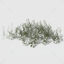 Prostrate Knotweed 3d model Pack