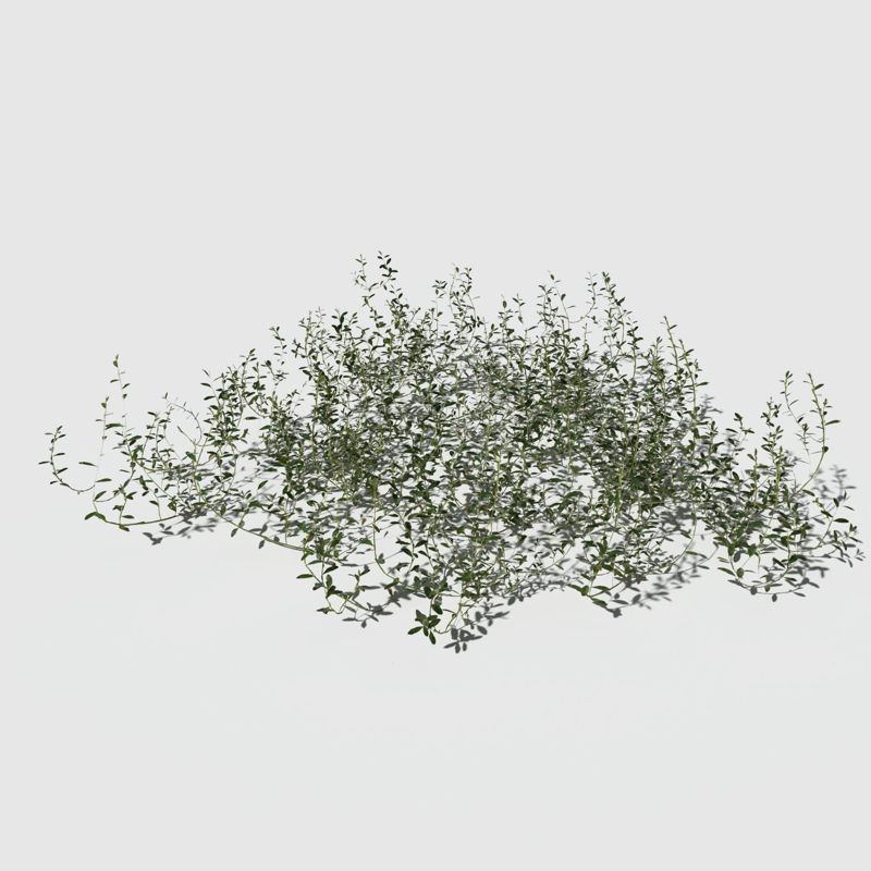 Prostrate Knotweed 3d model Pack