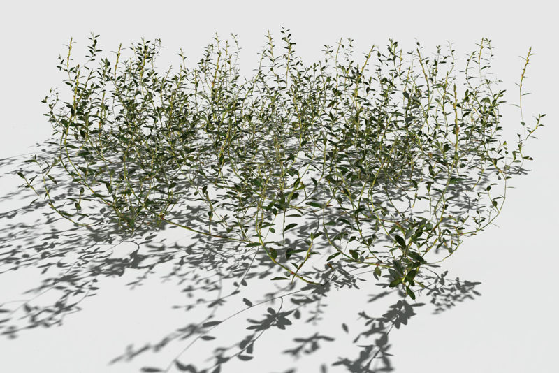 Prostrate Knotweed 3d model Pack