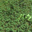 Clover Meadow Patch 3d model
