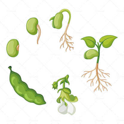 Vector hand drawn cartoon beans crops peas