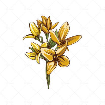Day lily vector