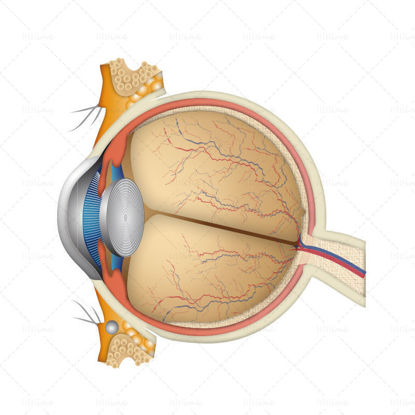 Cartoon eyeball vector
