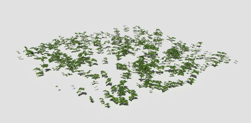 Creeping Buttercup Flower Meadow Patch 3d model