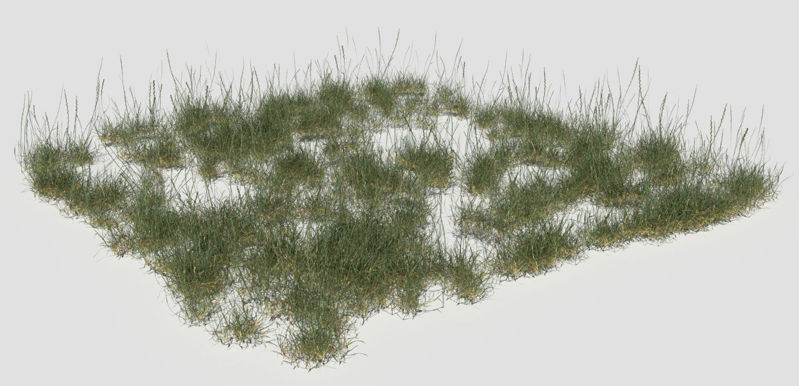 Creeping Buttercup Flower Meadow Patch 3d model