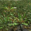Ryegrass Meadow 3D Model Patch