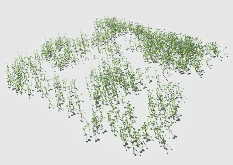 Ryegrass Meadow 3D Model Patch