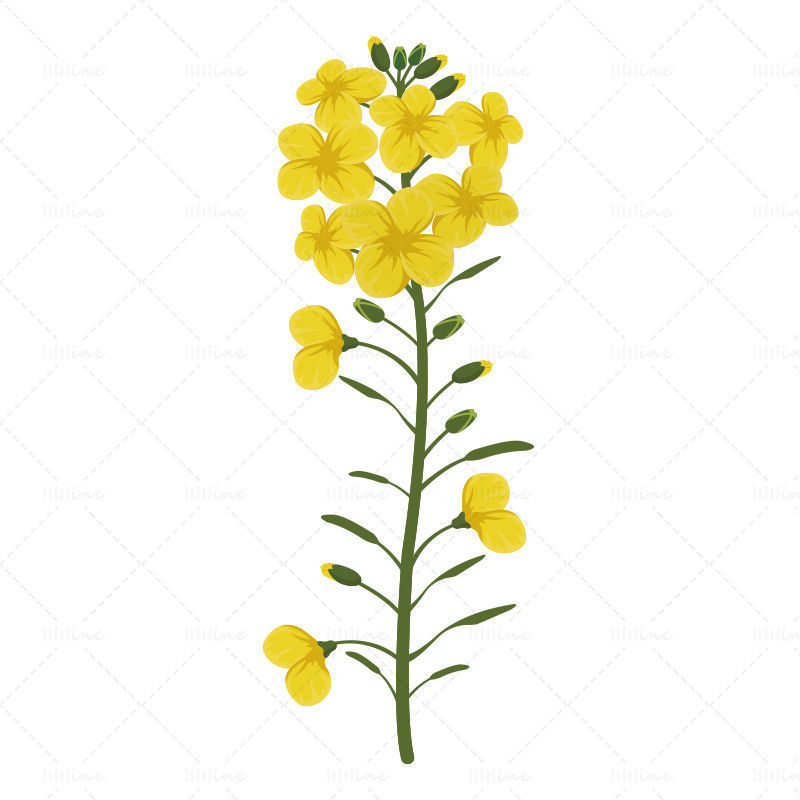 Blooming vector yellow rapeseed flowers
