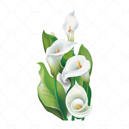 Cartoon lily flower vector