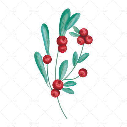 Watercolor vector cranberry