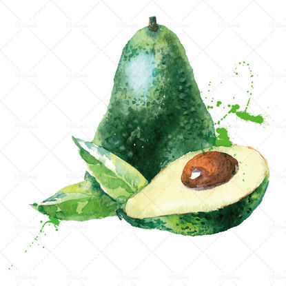 Watercolor vector hand drawn avocado plant