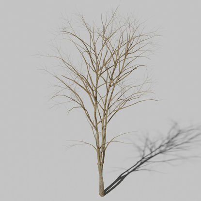 Száraz hegyi kőrisfa 3D modell