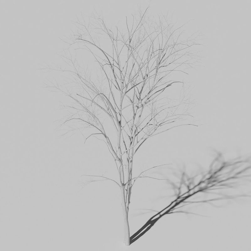 Droog Mountain Ash Tree 3D-model
