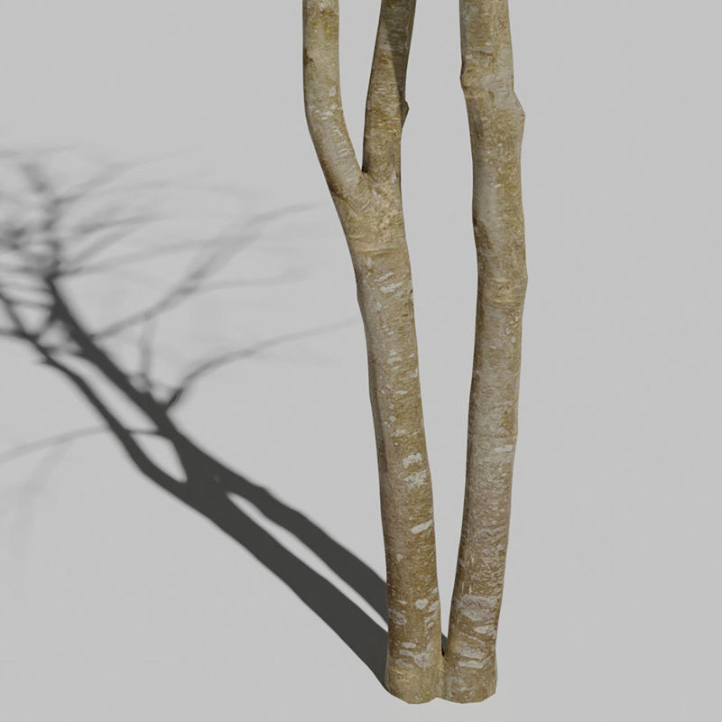 Droog Mountain Ash Tree 3D-model