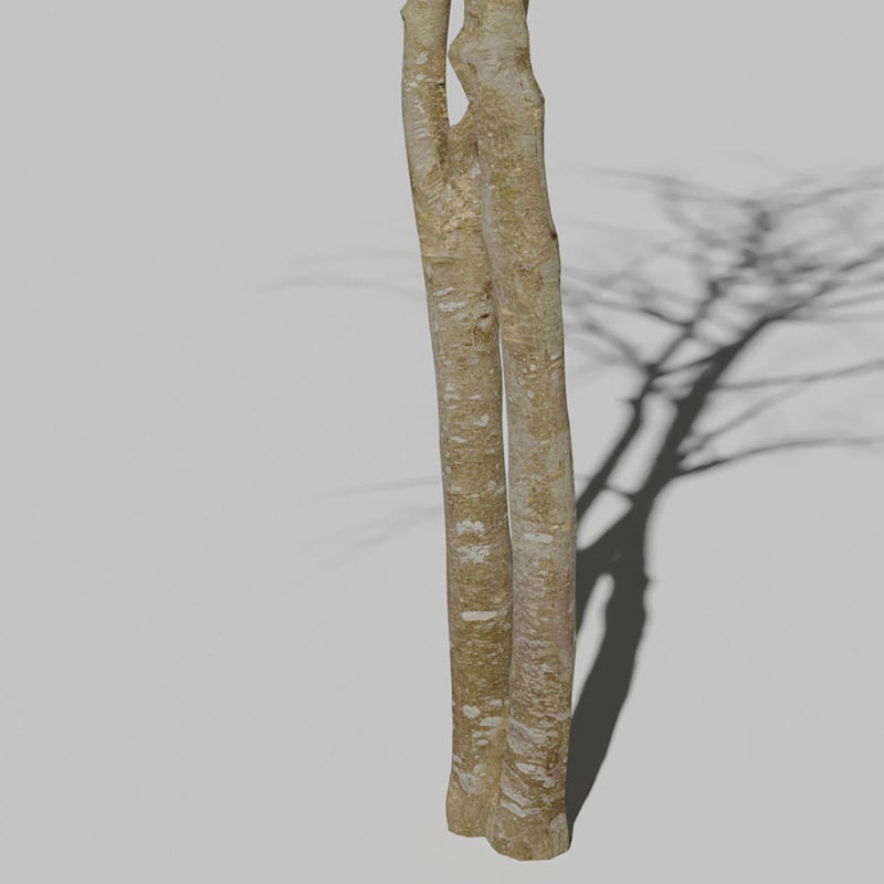 نموذج ثلاثي الأبعاد لشجرة الرماد للجبال الجافة